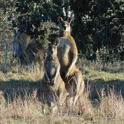 Macropus giganteus (Eastern Grey Kangaroo) at Symonston, ACT - 12 May 2025 by CallumBraeRuralProperty