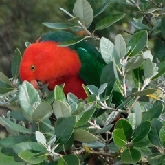 Alisterus scapularis (Australian King-Parrot) at Symonston, ACT - 27 Apr 2025 by CallumBraeRuralProperty