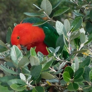 Alisterus scapularis (Australian King-Parrot) at Symonston, ACT - 27 Apr 2025 by CallumBraeRuralProperty