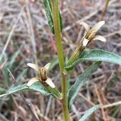 Oenothera stricta subsp. stricta (Common Evening Primrose) at Denman Prospect, ACT - Yesterday by SteveBorkowskis