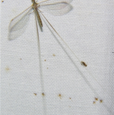 Unverified Lacewing (Neuroptera) at Barcaldine, QLD - 30 Oct 2009 by PJH123