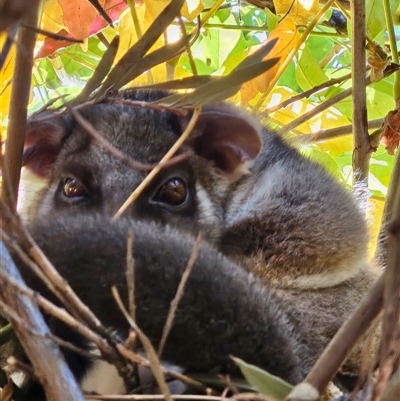 Pseudocheirus peregrinus (Common Ringtail Possum) at Cook, ACT - Yesterday by Jennybach