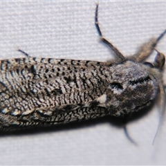 Endoxyla amphiplecta (A Cossid moth (Zeuzerinae) at Barcaldine, QLD - 30 Oct 2009 by PJH123