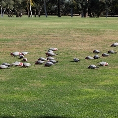 Eolophus roseicapilla (Galah) at Hawker, ACT - 21 Apr 2025 by AlisonMilton