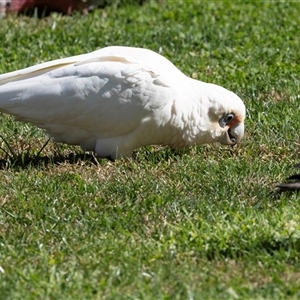 Cacatua sanguinea (Little Corella) at Hawker, ACT - 21 Apr 2025 by AlisonMilton