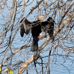 Anhinga novaehollandiae (Australasian Darter) at Parkes, ACT - 9 May 2025 by AlisonMilton