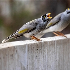 Manorina melanocephala (Noisy Miner) at Parkes, ACT - 9 May 2025 by AlisonMilton