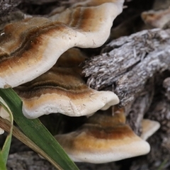 Trametes versicolor (Turkey Tail) at Weetangera, ACT - 6 Apr 2025 by CanberraFungiGroup