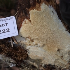 Xylodon 'Schizopora group' at Hawker, ACT - 6 Apr 2025 by CanberraFungiGroup