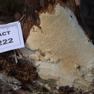 Xylodon 'Schizopora group' at Hawker, ACT - 6 Apr 2025 by CanberraFungiGroup