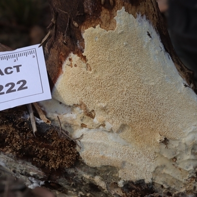 Xylodon 'Schizopora group' at Hawker, ACT - 6 Apr 2025 by CanberraFungiGroup