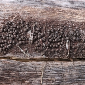 Hypoxylon sp. at Hawker, ACT - 6 Apr 2025 by CanberraFungiGroup