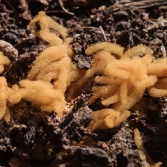 Heterotrichia spp. at Hawker, ACT - 6 Apr 2025 by CanberraFungiGroup