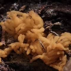 Heterotrichia spp. at Hawker, ACT - 6 Apr 2025 11:44 AM