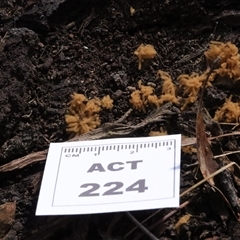 Heterotrichia spp. at Hawker, ACT - 6 Apr 2025 11:44 AM