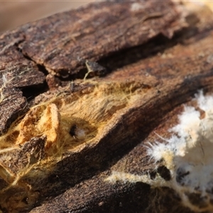 Phanerochaete burtii at Hawker, ACT - 6 Apr 2025 11:52 AM