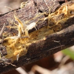 Phanerochaete burtii at Hawker, ACT - 6 Apr 2025 11:52 AM