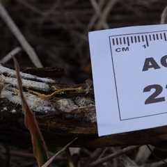 Phanerochaete burtii at Hawker, ACT - 6 Apr 2025 11:52 AM