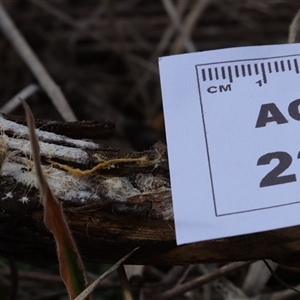 Phanerochaete burtii at Hawker, ACT - 6 Apr 2025 11:52 AM