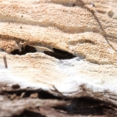 Ceraceomyces sp. at Hawker, ACT - 6 Apr 2025 by CanberraFungiGroup