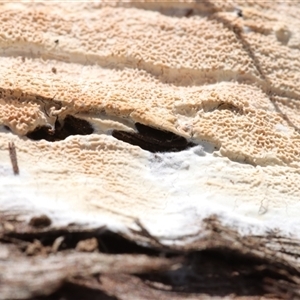 Ceraceomyces sp. at Hawker, ACT - 6 Apr 2025 by CanberraFungiGroup
