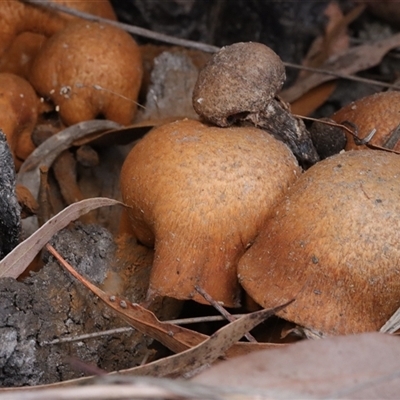Gymnopilus junonius (Spectacular Rustgill) at Hawker, ACT - 6 Apr 2025 by CanberraFungiGroup