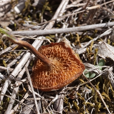 Lentinus arcularius (Fringed Polypore) at Hawker, ACT - 6 Apr 2025 by CanberraFungiGroup