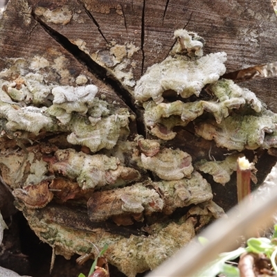 Stereum sp. at Hawker, ACT - 6 Apr 2025 by CanberraFungiGroup