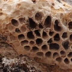 Hexagonia vesparia (Wasp Nest Polypore) at Hawker, ACT - 6 Apr 2025 by CanberraFungiGroup