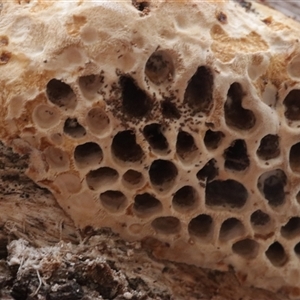 Hexagonia vesparia (Wasp Nest Polypore) at Hawker, ACT - 6 Apr 2025 by CanberraFungiGroup