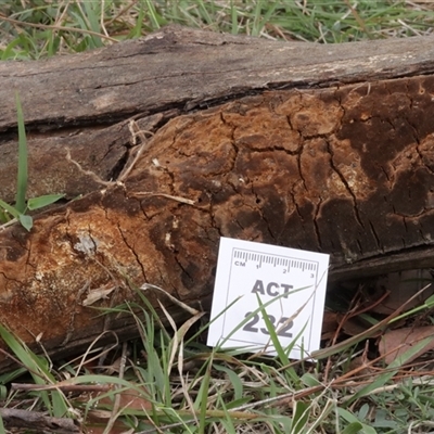 Phellinus sp. at Hawker, ACT - 6 Apr 2025 by CanberraFungiGroup
