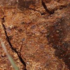 Phellinus sp. at Hawker, ACT - 6 Apr 2025 12:26 PM