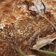 Phellinus sp. at Hawker, ACT - 6 Apr 2025 12:26 PM