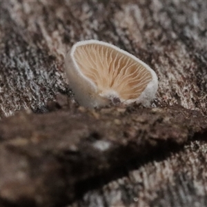 Crepidotus sp. at Hawker, ACT - 6 Apr 2025 by CanberraFungiGroup