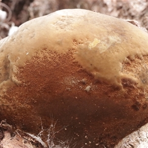 Phellinus sp. (Phellinus sp.) at Hawker, ACT - 6 Apr 2025 by CanberraFungiGroup
