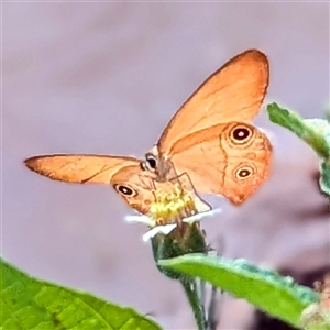 Hypocysta adiante (Orange Ringlet) at Cossack, NT - 13 May 2025 by HelenCross