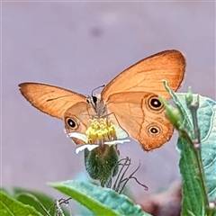 Hypocysta adiante at Cossack, NT - 13 May 2025 06:45 PM