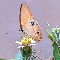 Hypocysta adiante at Cossack, NT - 13 May 2025 06:45 PM