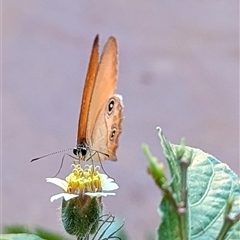 Hypocysta adiante at Cossack, NT - 13 May 2025 06:45 PM