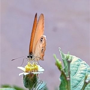 Hypocysta adiante at Cossack, NT - 13 May 2025 06:45 PM