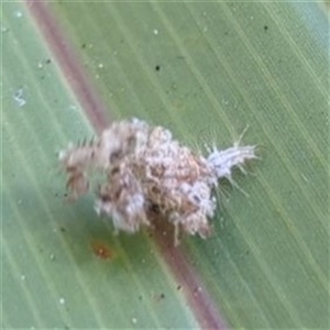 Unverified Lacewing (Neuroptera) at Mataranka, NT - 13 May 2025 by HelenCross