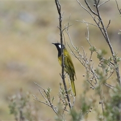 Nesoptilotis leucotis (White-eared Honeyeater) at Jindabyne, NSW - 13 May 2025 by MandyandScott