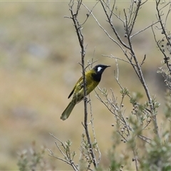 Nesoptilotis leucotis at Jindabyne, NSW - 13 May 2025 02:54 PM