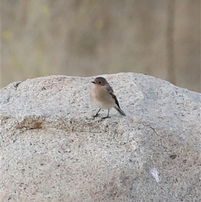 Petroica phoenicea (Flame Robin) at Jindabyne, NSW - 5 May 2025 by MandyandScott