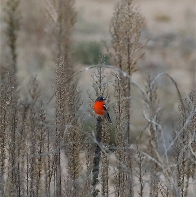 Petroica phoenicea (Flame Robin) at Jindabyne, NSW - 13 May 2025 by MandyandScott