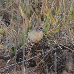 Acanthiza chrysorrhoa (Yellow-rumped Thornbill) at Jindabyne, NSW - 13 May 2025 by MandyandScott
