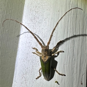 Rhytiphora nigrovirens at Arakoon, NSW - 9 May 2025 12:00 PM