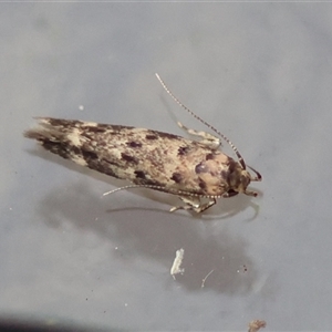 Unverified Moth (Lepidoptera) by LisaH