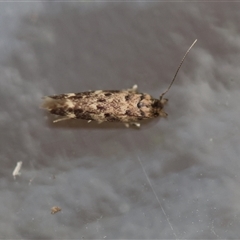 Gelechioidea (superfamily) at Moruya, NSW - suppressed