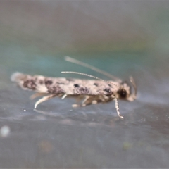 Gelechioidea (superfamily) at Moruya, NSW - suppressed